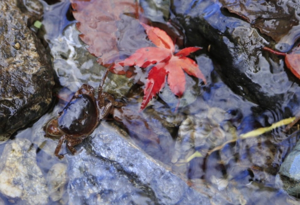 神庭の滝　紅葉