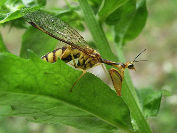 Mantispa japonica