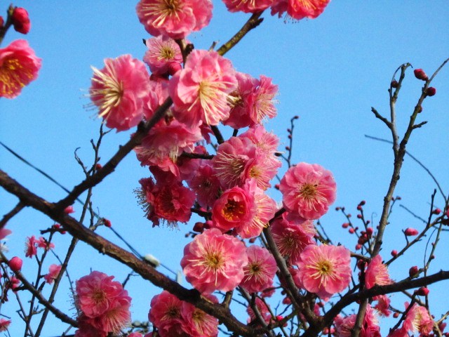 梅は咲いたか～桜はまだかいな・・・