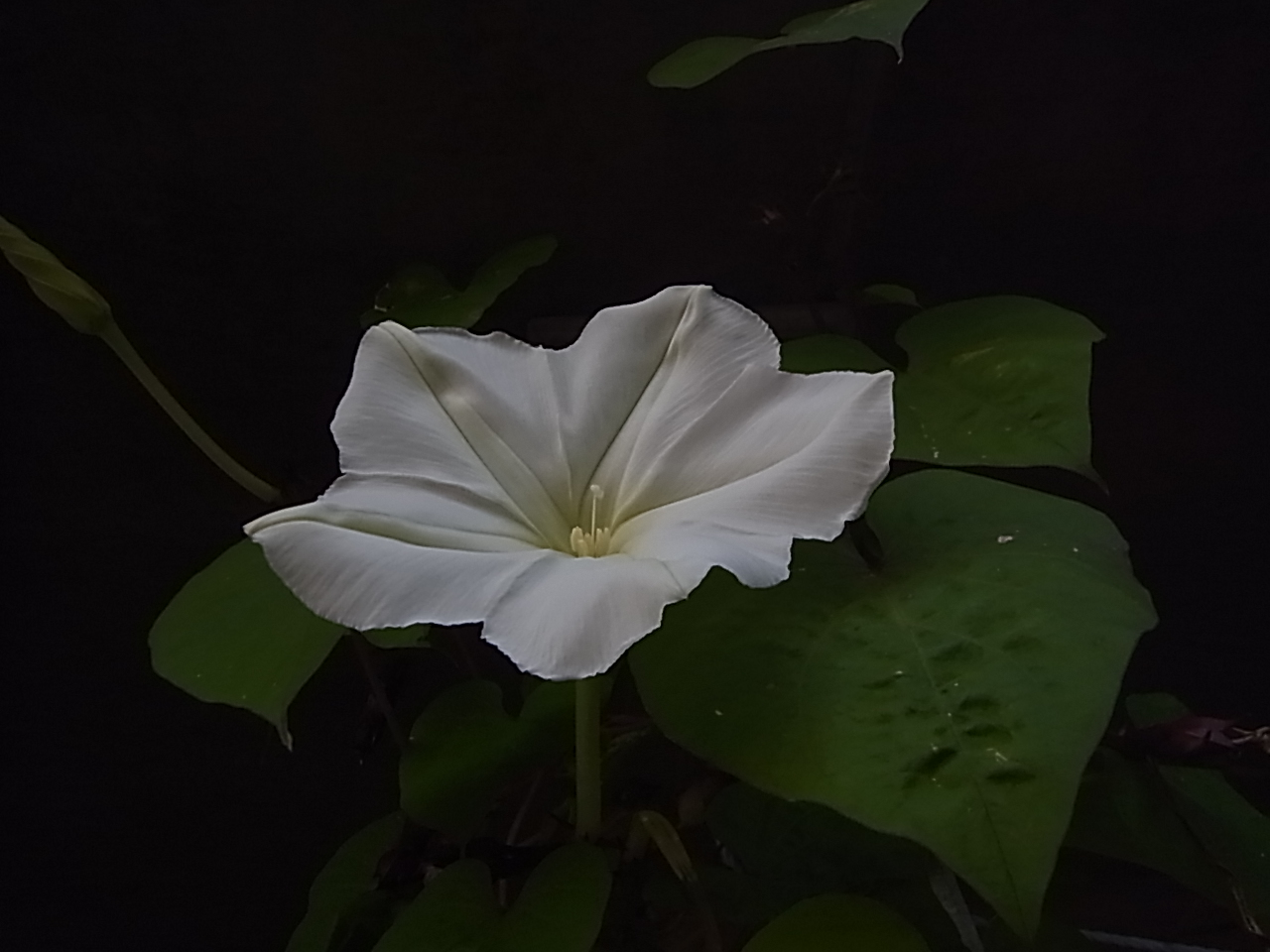 白花夕顔の花
